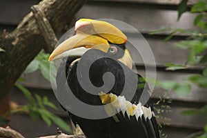 Great hornbill (Buceros bicornis)