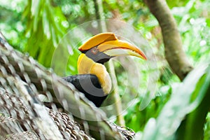 Great hornbill (Buceros bicornis)