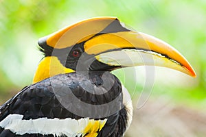 Great hornbill (Buceros bicornis)