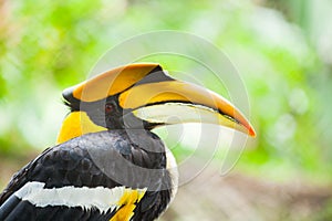 Great hornbill (Buceros bicornis), a