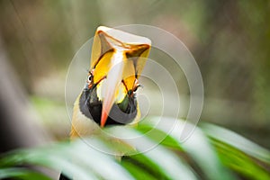Great hornbill (Buceros bicornis),