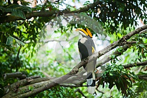 Great hornbill (Buceros bicornis)