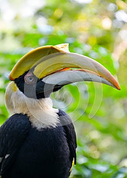 The great hornbill (Buceros bicornis)