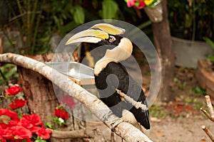 Great hornbill Buceros bicornis.