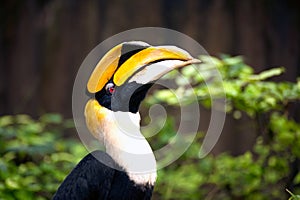 Great hornbill Buceros bicornis.