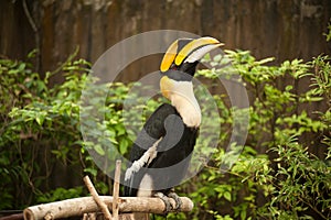 Great hornbill Buceros bicornis.