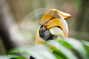 Great hornbill (Buceros bicornis), also known as the great India