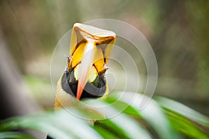 Great hornbill (Buceros bicornis), also known as the great India