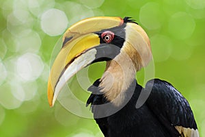 Great hornbill (Buceros bicornis), also known as the great Indian hornbill or great pied hornbill.