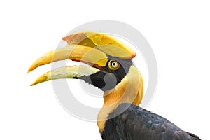 The great hornbill Buceros bicornis also known as the great Indian hornbill or great pied hornbill,portrait