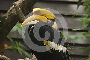 Great hornbill (Buceros bicornis) photo