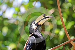 Great hornbill Buceros bicornis - Borneo Sabah Malaysia Asia