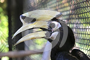 Great hornbill buceros bicornis in cage