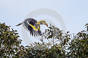 Great hornbill (Buceros bicornis) is flying