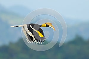 Great Hornbill photo