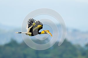 Great Hornbill (Buceros bicornis) photo