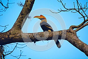 The great hornbill, Buceros bicornis photo