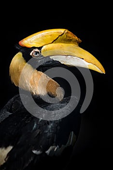 Great hornbill - Buceros bicornis - isolated on black background