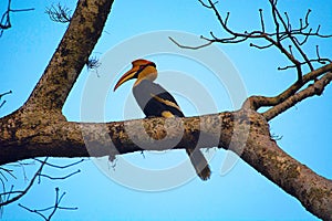 The great hornbill, Buceros bicornis
