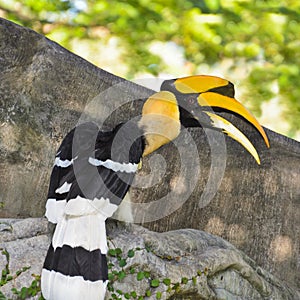 Great Hornbill, Buceros bicornis. Large birds photo