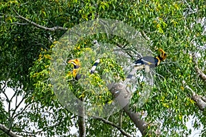 Great Hornbill Buceros bicornis nature