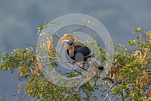 Great hornbill or Buceros bicornis observed in Rongtong in West Bengal, India