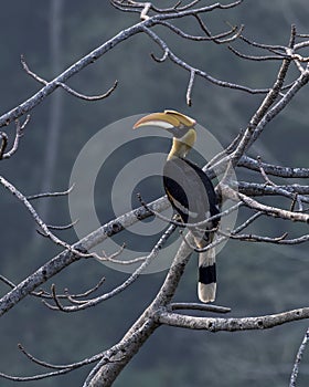 Great hornbill or Buceros bicornis observed in Rongtong in West Bengal, India