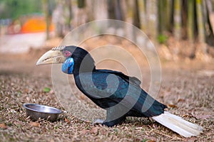 Great hornbill Buceros bicornis is one of the larger hornbill family