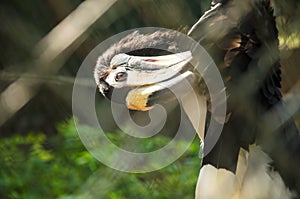 Great hornbill (buceros bicornis),Thailand