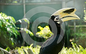 Great hornbill (buceros bicornis),Thailand