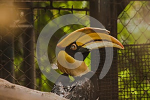 Great hornbill in a cage