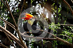Great Hornbill Coraciiformes hornbill bird resting on branch tree with woods green blurred background of rain forest, wildlife