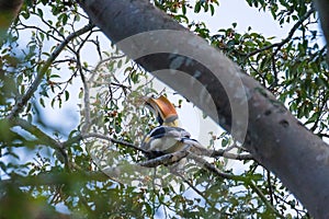 Great hornbill enjoy eating Banyan tree at Khao Yai National Park