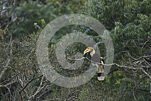 Great hornbill from evergreen forests of western ghats