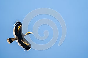 Great Hornbill in Flight