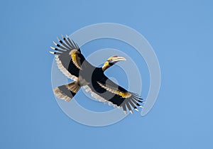 Great Hornbill in Flight