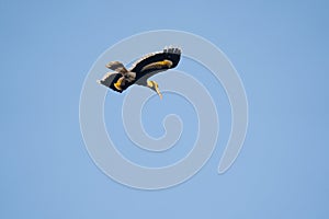 Great Hornbill in Flight