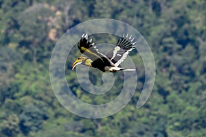 Great Hornbill flying in the sky with forest background