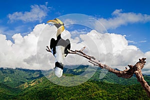 Great hornbill (Great indian hornbill, Great pied hornbill)