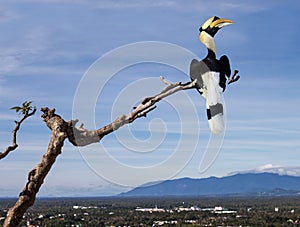 Great hornbill (Great indian hornbill, Great pied hornbill)