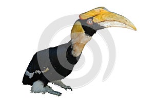 Great Hornbill Isolated on White