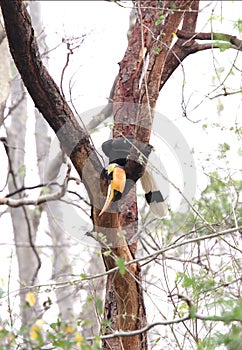 The great Hornbill in Jhirna forest, Jim Corbett