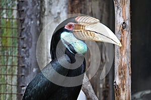 Great Hornbill, large bird size 95â€“130 cm 37â€“51 inches long