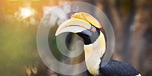 Great Hornbill in the national park Great indian hornbill beautiful bird