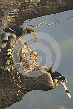 Great hornbill perched on the tree