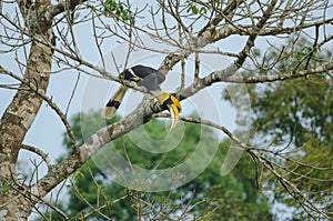 Great Hornbill perching on a branch