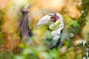 Great hornbill in rain forest