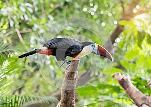 Great hornbill in rainforest