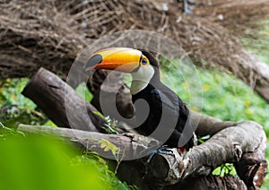 Great hornbill in rainforest