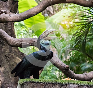 Great hornbill in rainforest